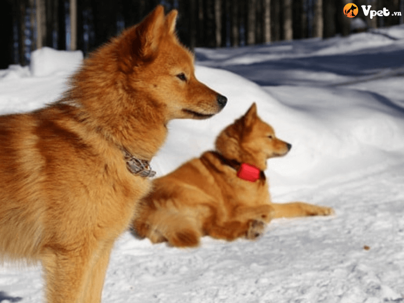 Giá thành của chó săn Phần Lan