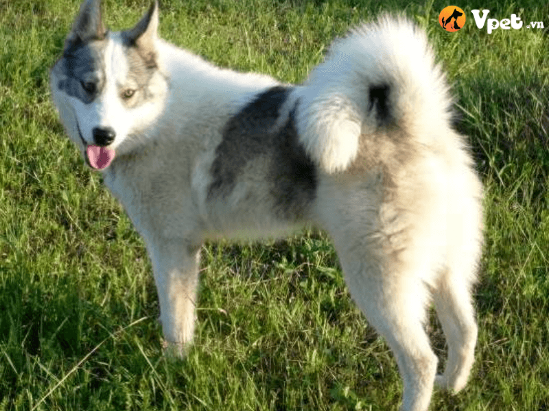 Nguồn gốc của chó Laika Tây Siberia