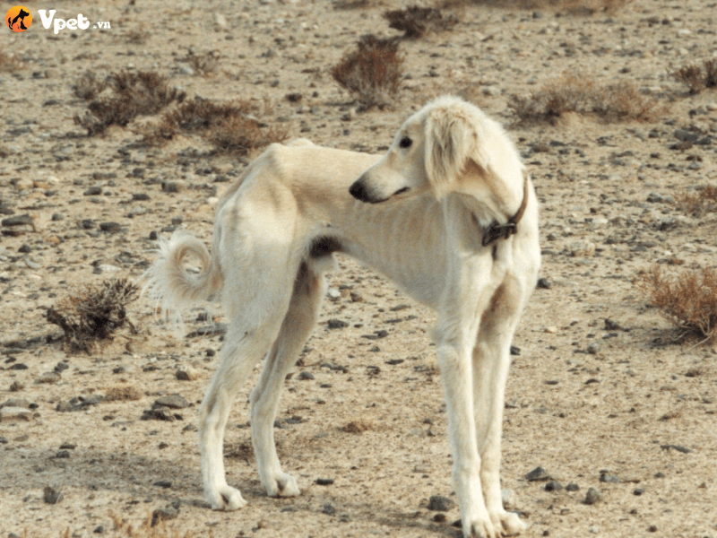 Đặc điểm của chó săn thỏ Kazakhstan