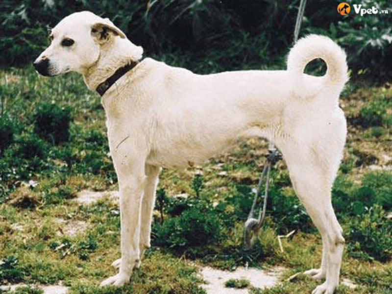 Sức khỏe và tuổi thọ của chó săn Crete 