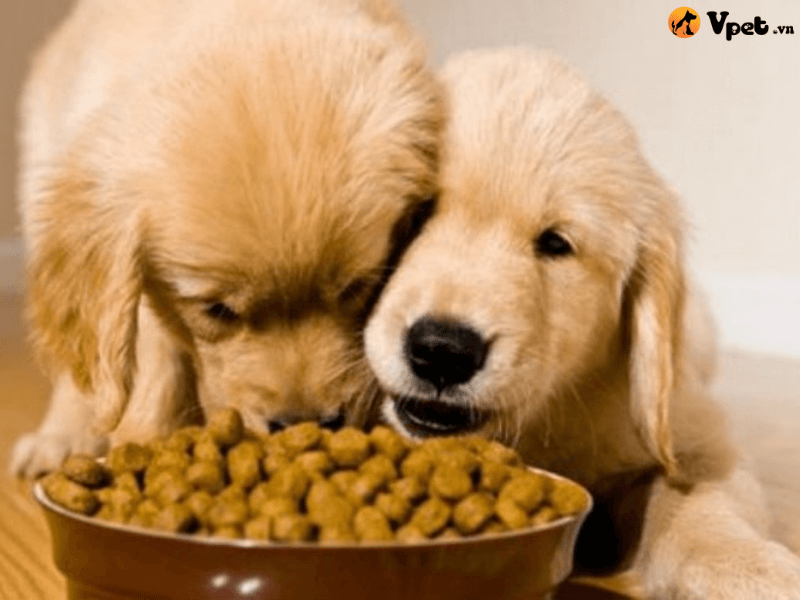 Huấn luyện chó bỏ thói quen xin ăn