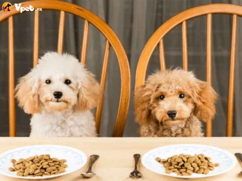 Cách huấn luyện chó không xin ăn