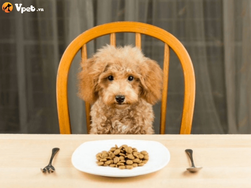 Huấn luyện chó không ăn đồ ăn bậy