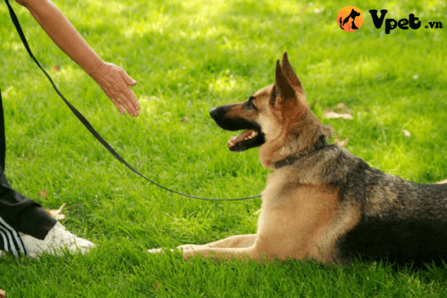Phương pháp huấn luyện chó nằm theo hiệu lệnh chuyên nghiệp
