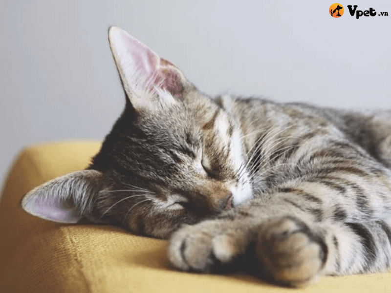 Nguồn gốc của chứng hạ thân nhiệt ở mèo