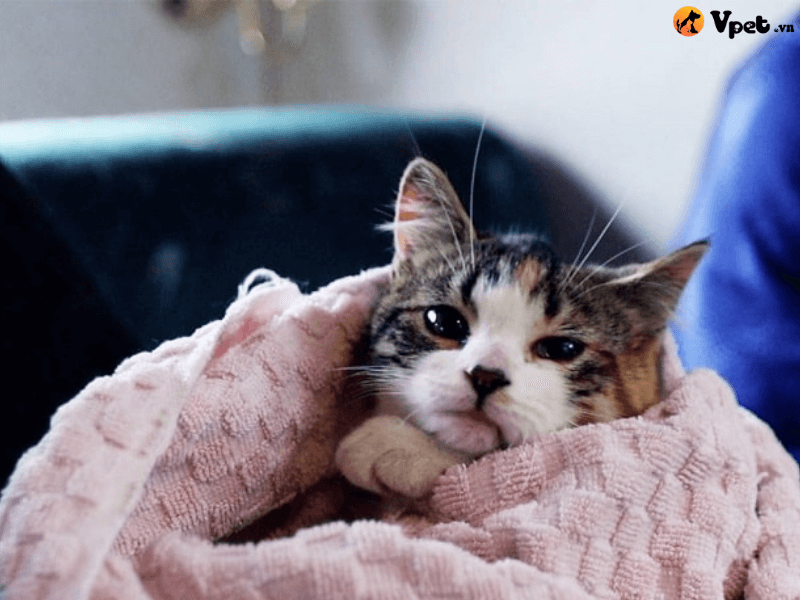 Chăm sóc và phòng ngừa thân nhiệt thấp tại nhà cho mèo