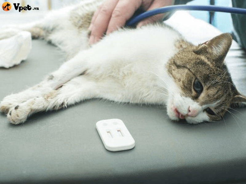 Điều trị chứng hạ thân nhiệt cho mèo