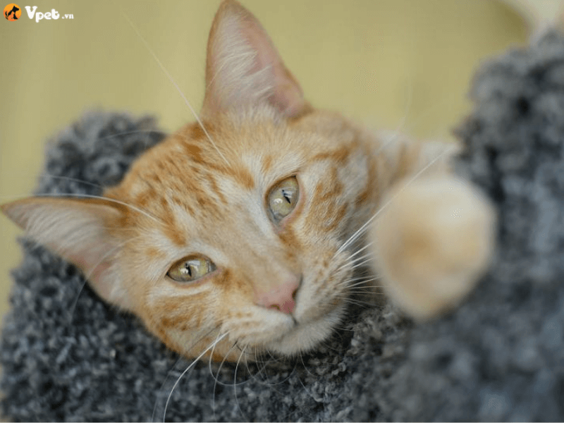 Bệnh hẹp van động mạch chủ ở mèo là gì?