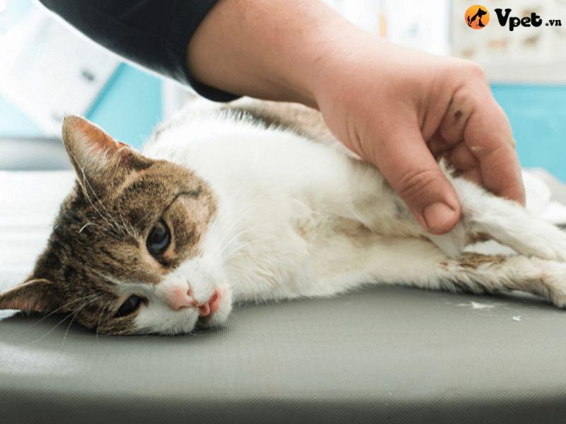 Điều trị hẹp van động mạch chủ ở mèo