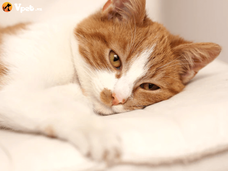 Thiếu máu (chứng methemoglobin huyết) ở mèo là gì?