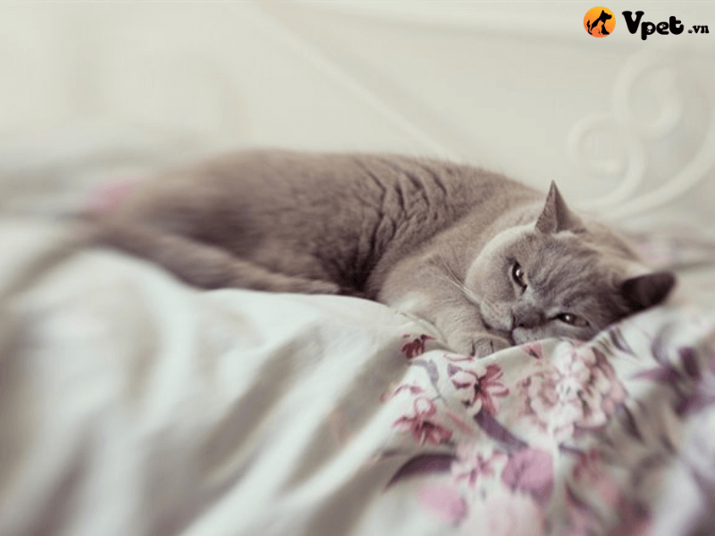 Hẹp van nhĩ – thất ở mèo