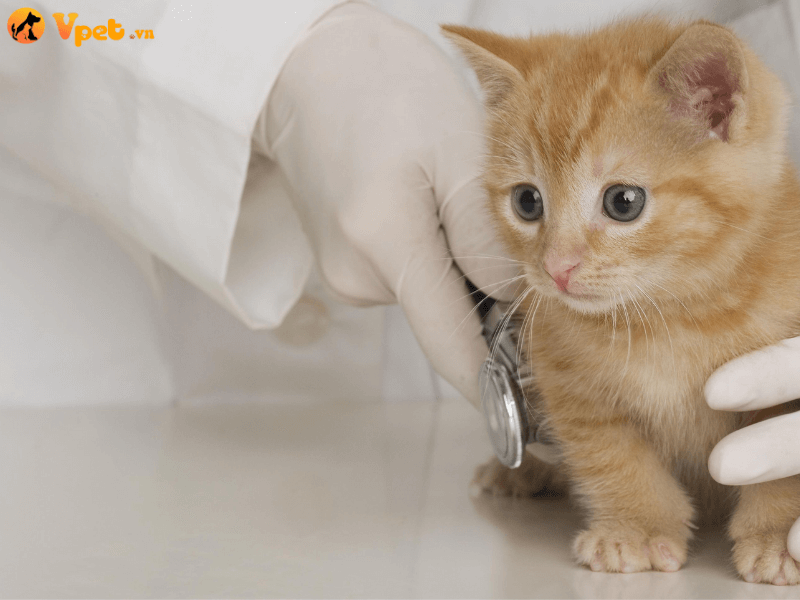 Điều trị cho mèo mắc hội chứng cận ung thư