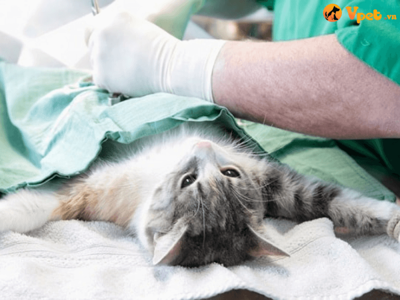 Điều trị rối loạn đông máu do tiểu cầu giảm ở mèo