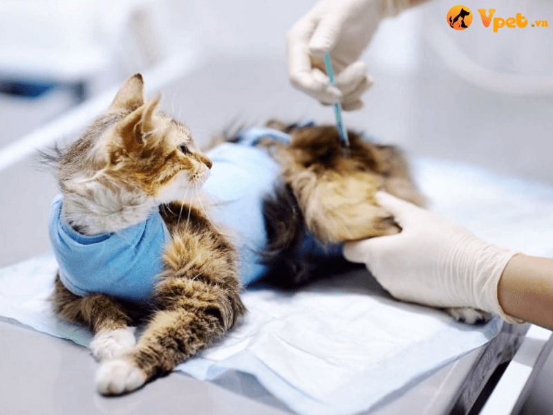 Điều trị tích tụ dịch trong túi xung quanh tim cho mèo