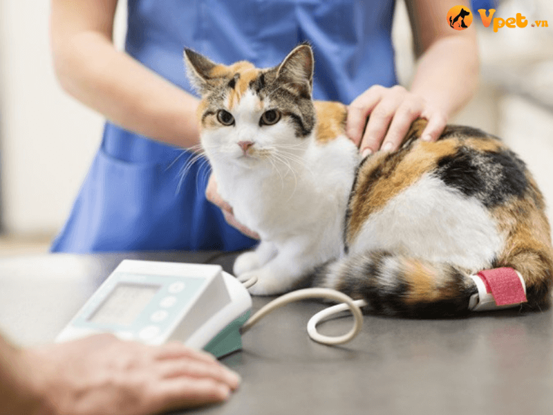 Chẩn đoán tràn dịch màng ngoài tim ở mèo