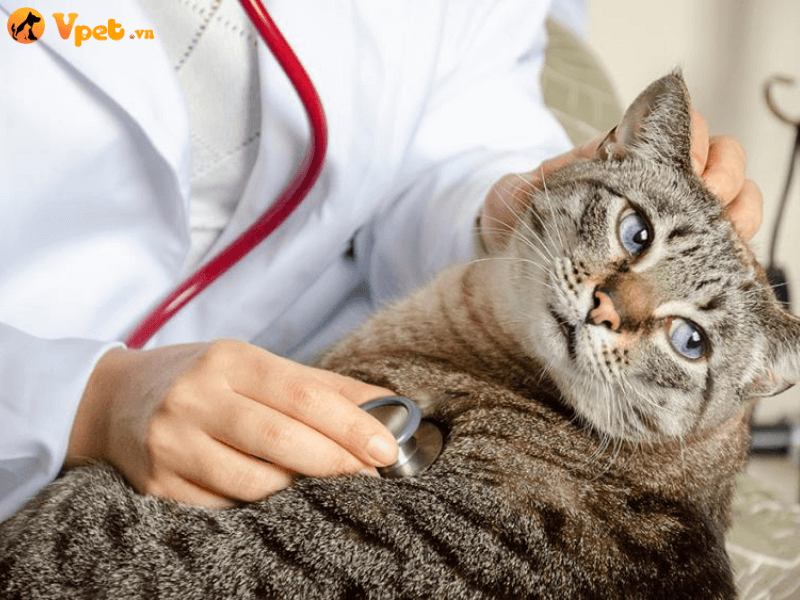 Chẩn đoán u thụ thể ở động mạch chủ và u tiểu thể cảnh ở mèo