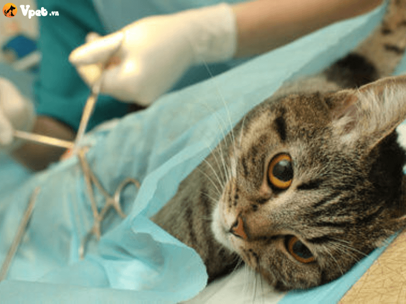 Điều trị u thụ thể ở động mạch chủ và u tiểu thể cảnh cho mèo