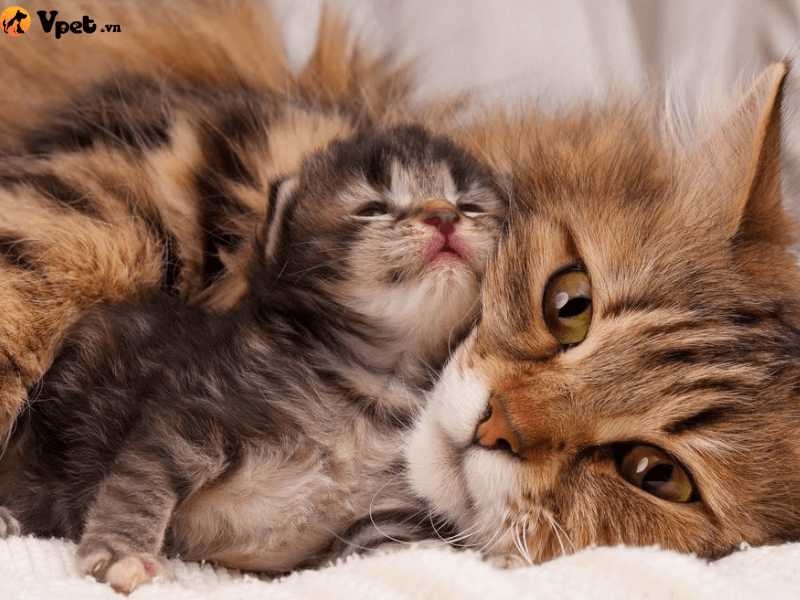 Chăm sóc mèo gặp phải các bất thường về di truyền sinh sản