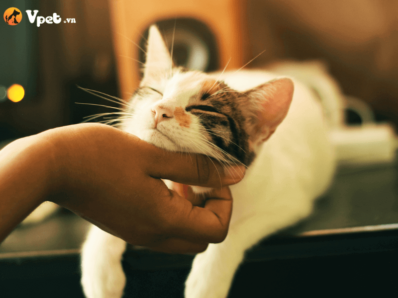 Chăm sóc mắt cho mèo bị bệnh