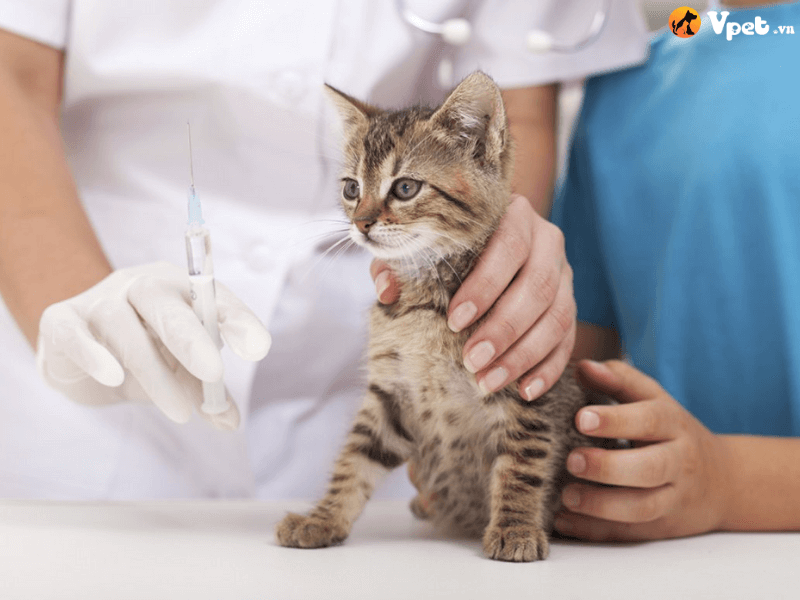 Các phương pháp điều trị tình trạng chết non ở mèo con