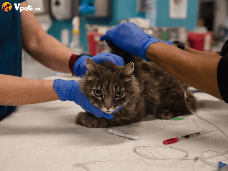 Phương pháp điều trị bệnh đục thủy tinh thể ở mèo