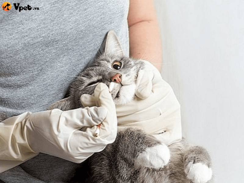 Chăm sóc mèo bị bệnh đục thấu kính tinh thể