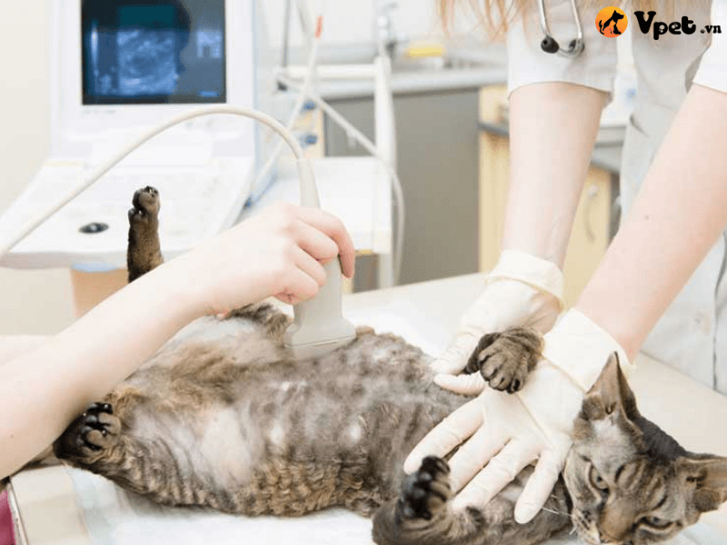 Chẩn đoán sảy thai ở mèo của bác sĩ thú y