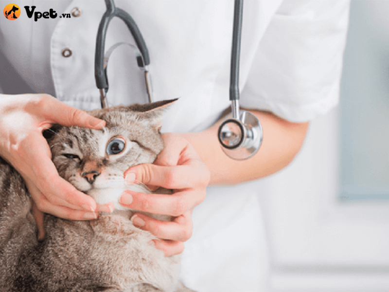 Các phương pháp điều trị hiệu quả cho mèo bị bệnh thần kinh thị giác