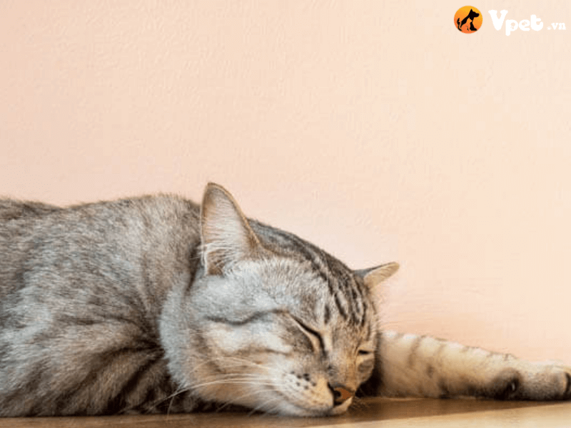 Bệnh thần kinh thị giác/tăng nhãn áp ở mèo