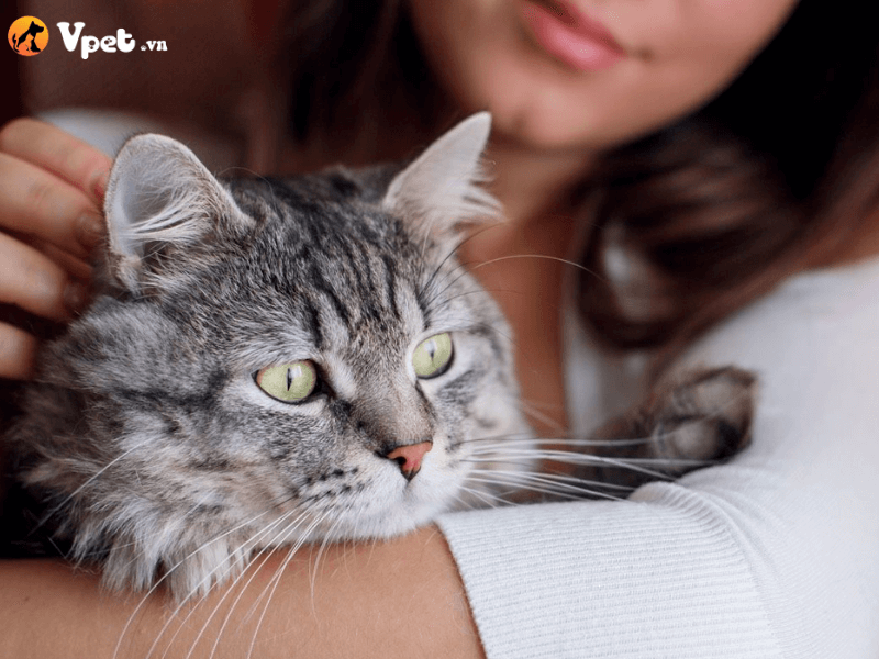 Các mẹo chăm sóc mèo bị bệnh tăng nhãn áp tại nhà