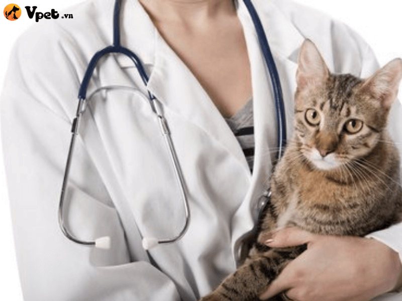 Chẩn đoán u xương mô mềm ở mèo của bác sĩ thú y