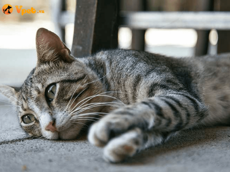 Ung thư xương mô mềm ở mèo là gì?