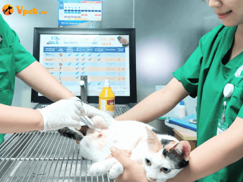 Phẫu thuật điều trị ung thư biểu mô tuyến bã, tuyến mồ hôi ở mèo
