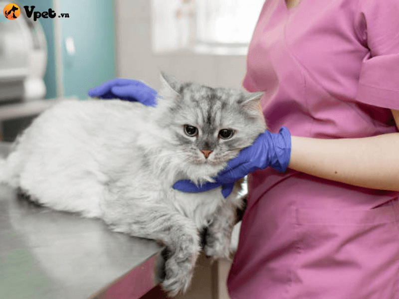 Cách chăm sóc tại nhà cho mèo bị ung thư da (Ung thư biểu mô tuyến)