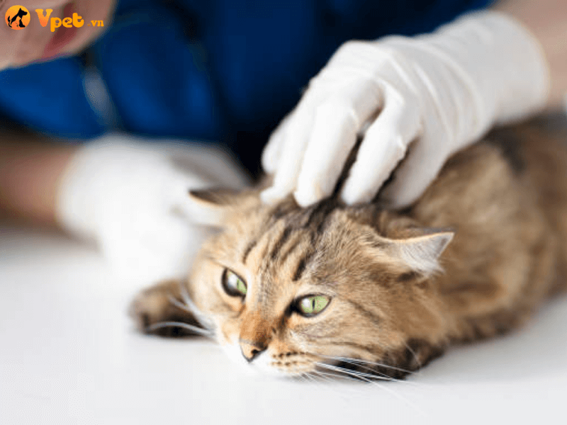 Các phương pháp điều trị ung thư mũi tuyến giáp ở mèo