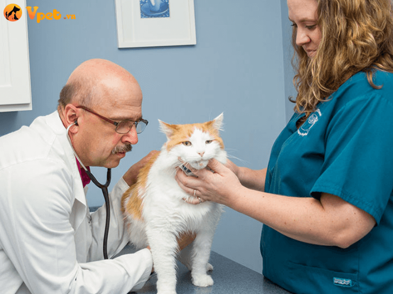 Các phương pháp điều trị viêm giác mạc cho mèo
