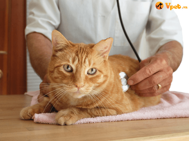 Chẩn đoán vị trí bàng quang và niệu đạo ở mèo 