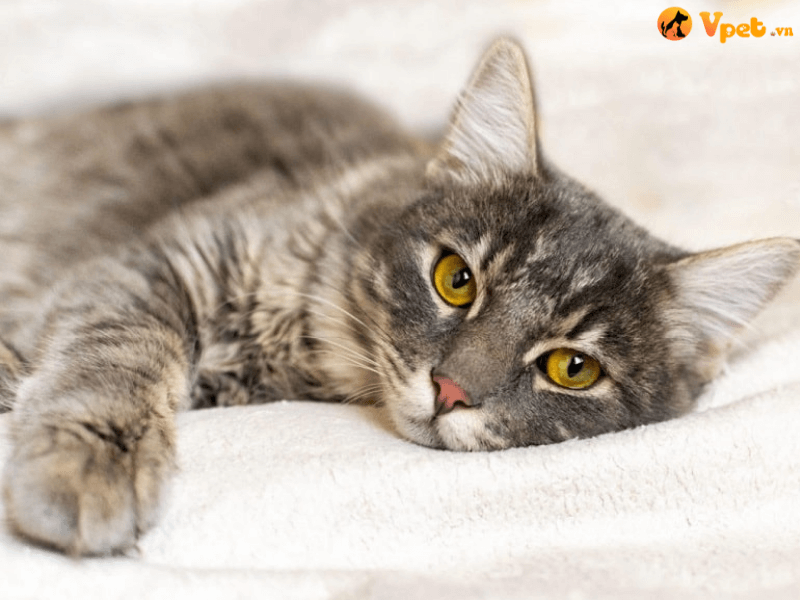 Nguồn gốc của nhiễm trùng tiết niệu ở mèo