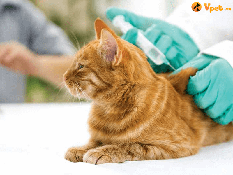 Điều trị hiệu quả cho mèo bị viêm phổi (mô kẽ)