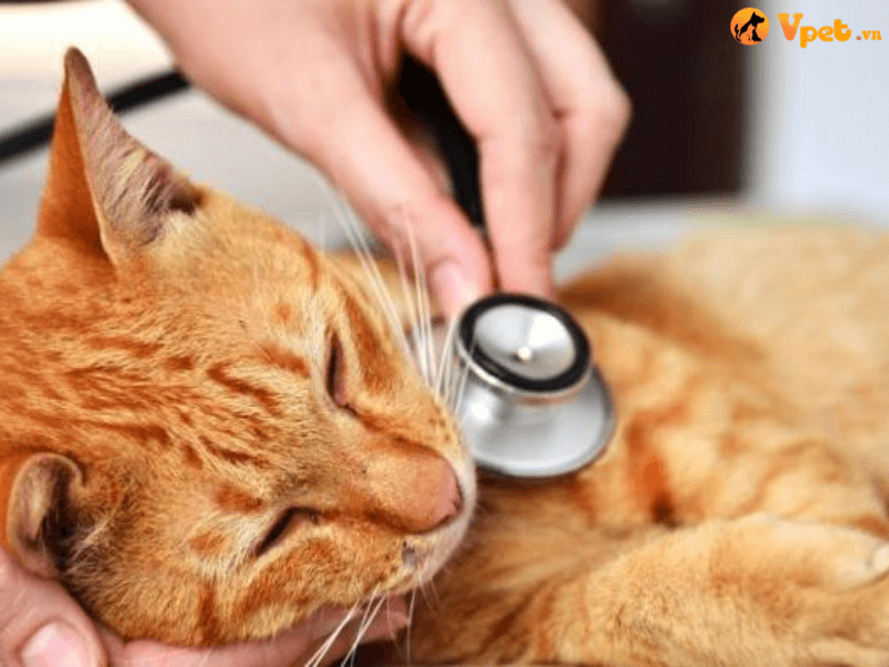 Chẩn đoán của bác sĩ thú y về tình trạng viêm phổi ở mèo