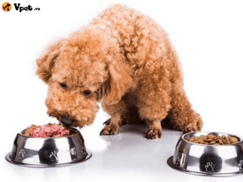 Nên có bao nhiêu ăn cho chó là đủ?