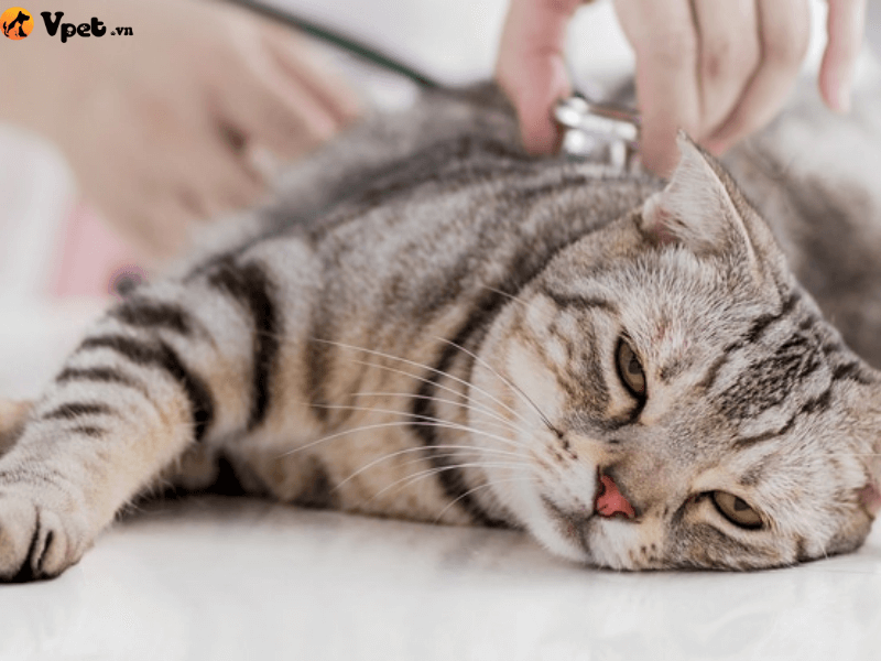 Phòng ngừa bệnh cầu trùng cho mèo