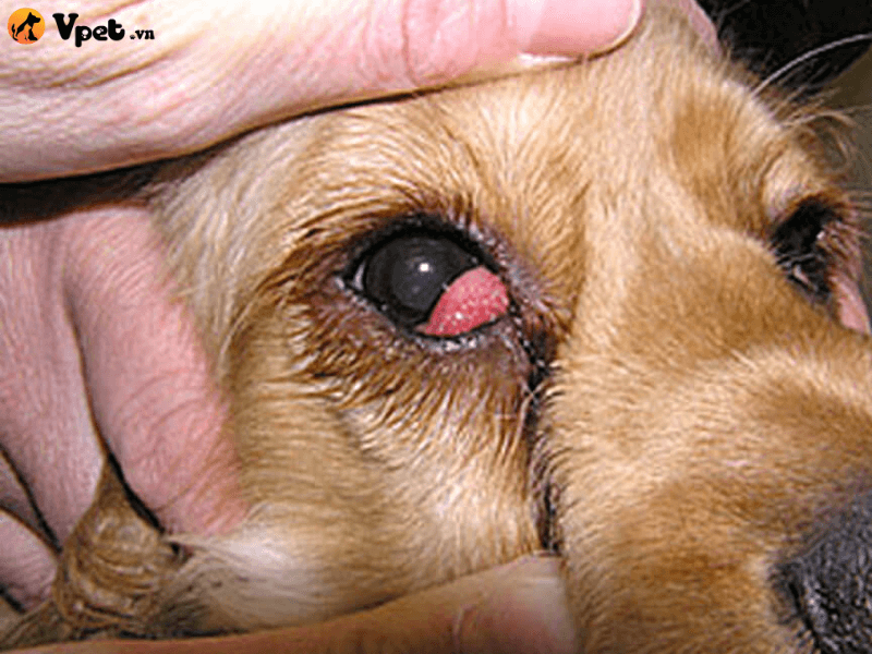 Nguyên nhân gây ra bệnh lẹo mắt ở chó