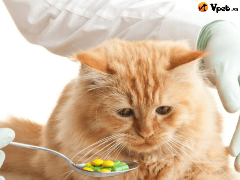 Điều trị mèo biếng ăn