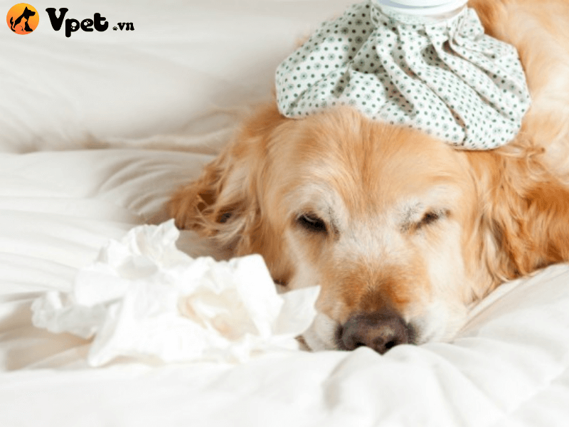 Cách nhận biết một số triệu chứng khi chó bị ốm