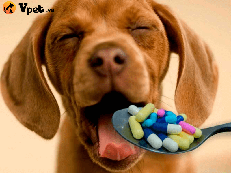 Cho chú chó uống thuốc dạng viên