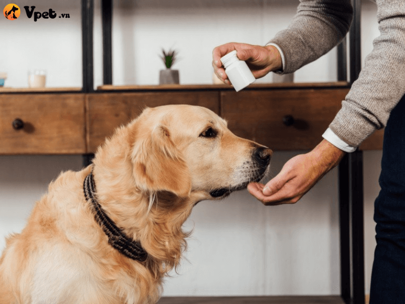 Cách phòng tránh giúp chó cưng không bị bỏng tại nhà
