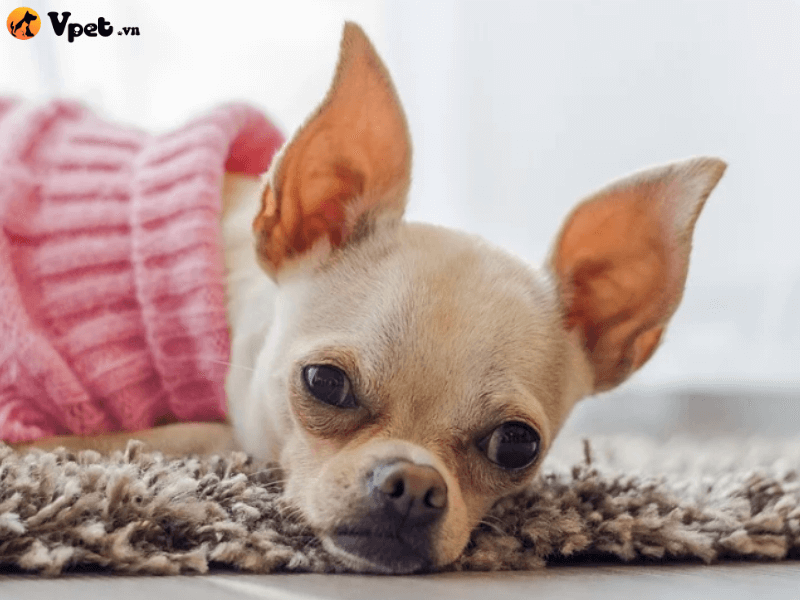 Bệnh dại ở chó Chihuahua