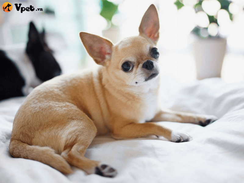 Bệnh xương khớp ở chó Chihuahua