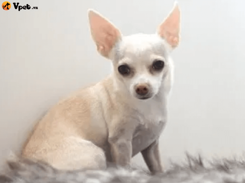 Bệnh viêm dạ dày ở chó Chihuahua